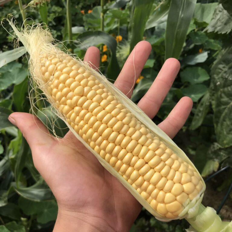 JR Farm Tørkede maiskolber